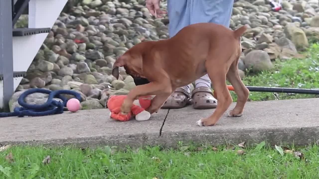 Boxer dogs for sale: Russell - Video 1