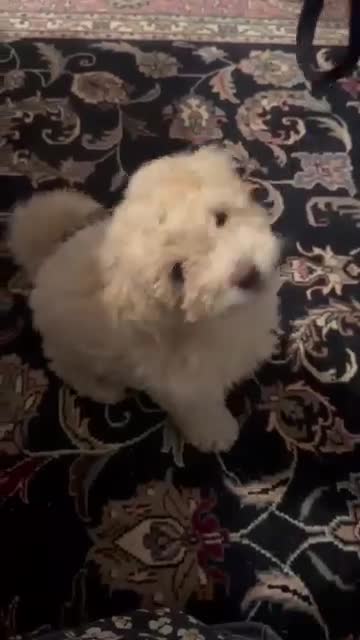 Miniature Poodle dogs for sale: Miniature Poodle 1 - Video 1