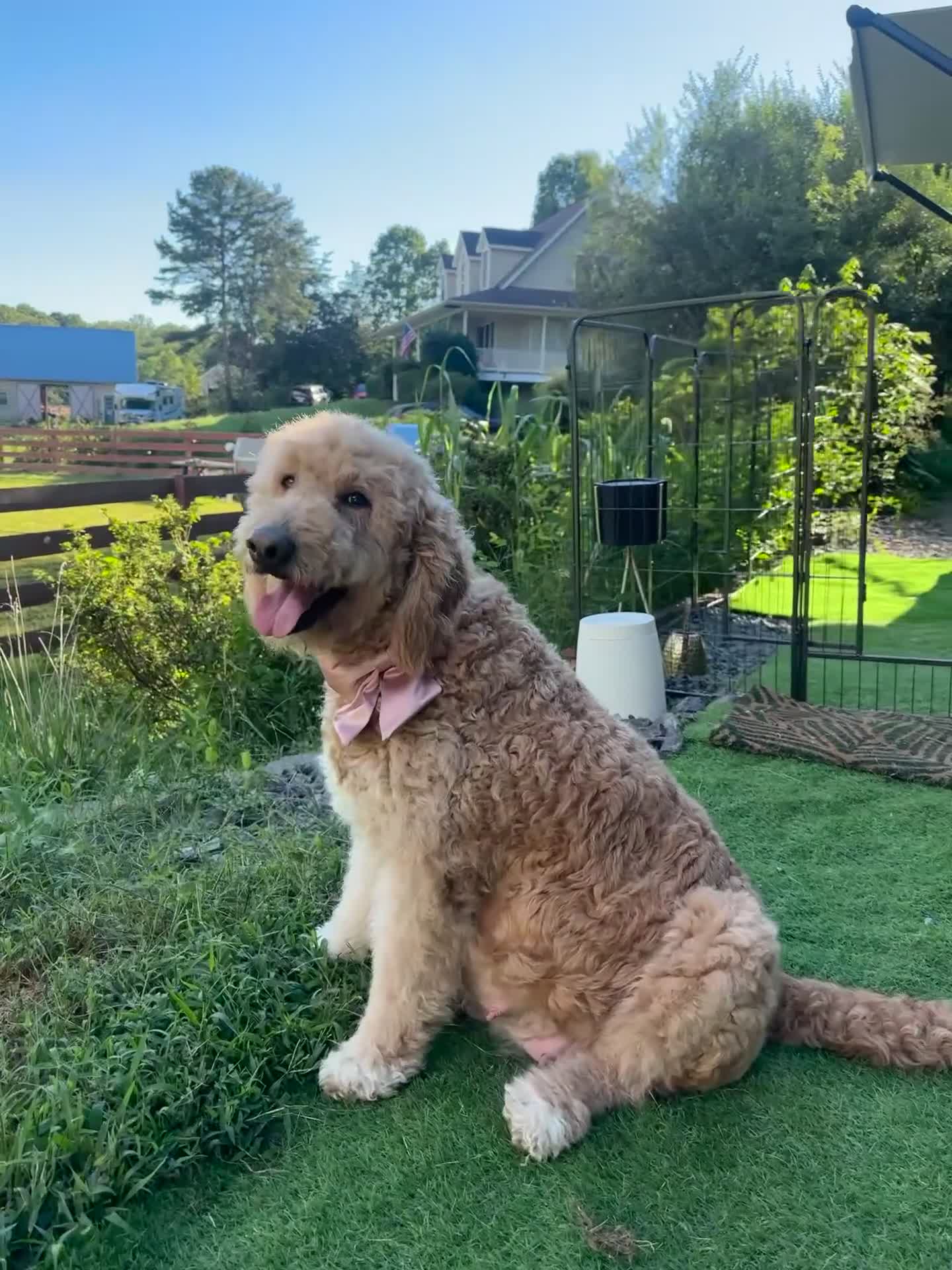 Goldendoodle dogs for sale: Onyx 🧡 - Video 4