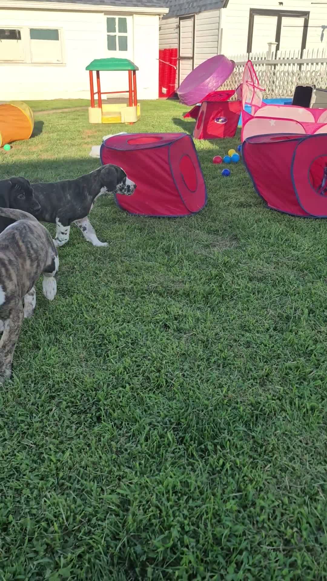 Great Dane dogs for sale: Diva Denise - Video 6