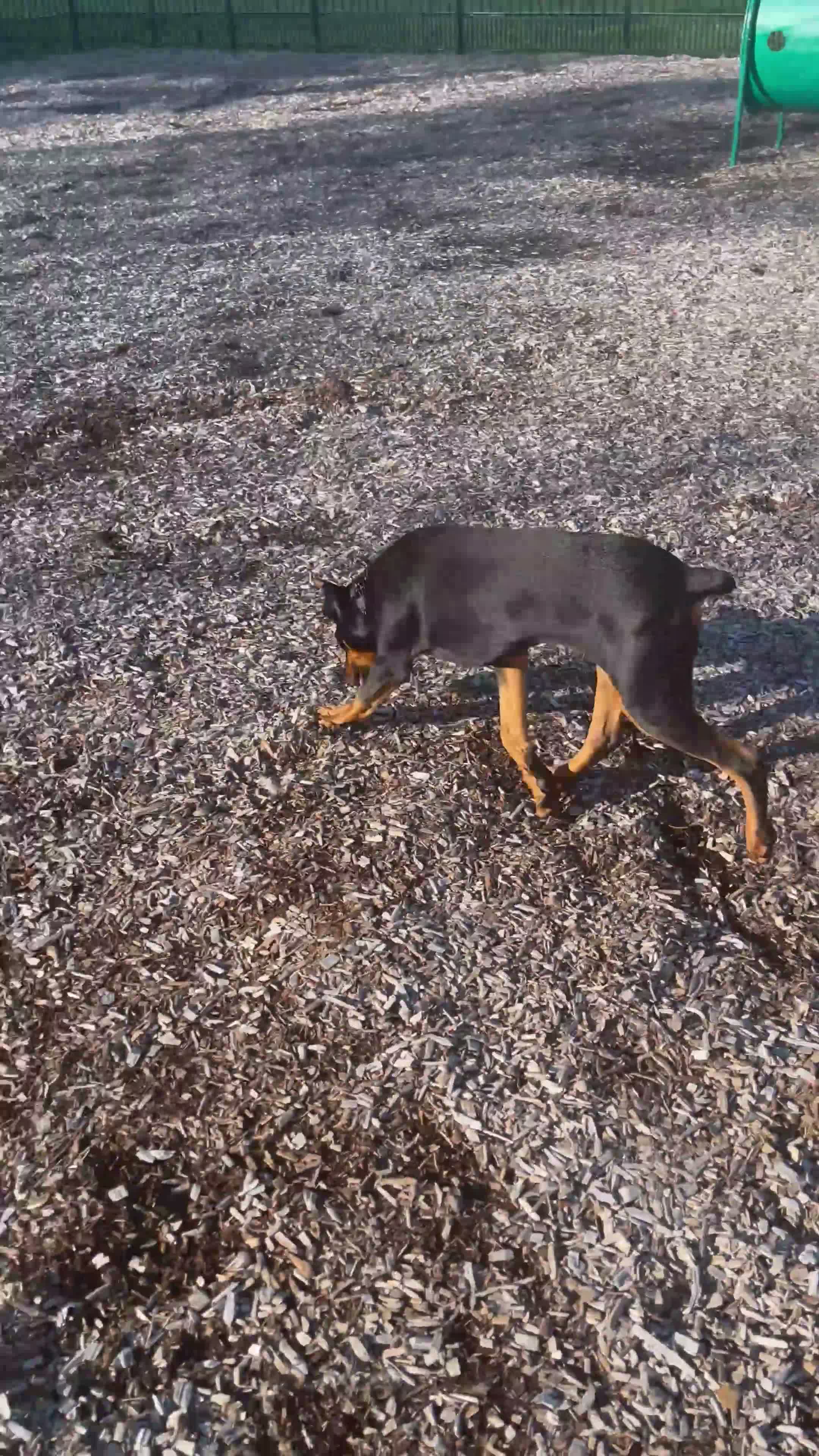 Doberman Pinscher dogs for sale: Zeus - Video 2