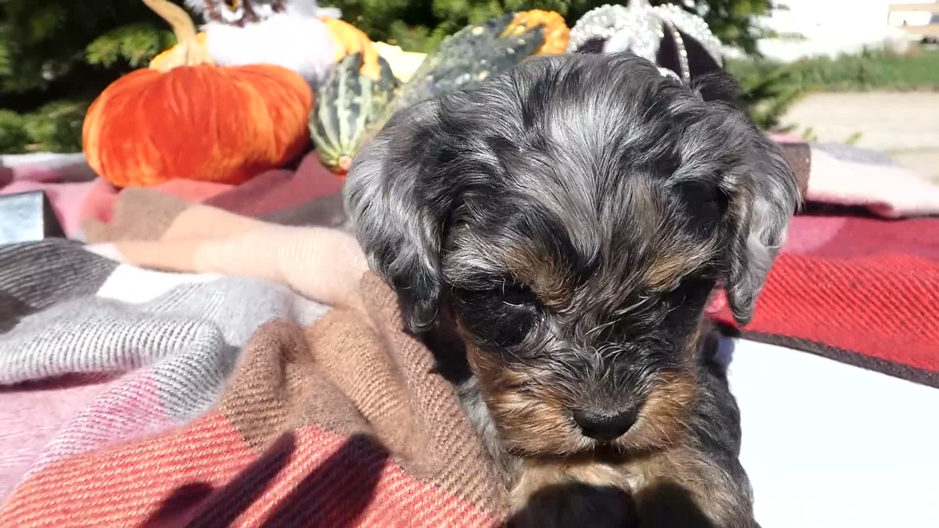 Cavapoo dogs for sale: Cavapoo 4 Duffy - Video 7