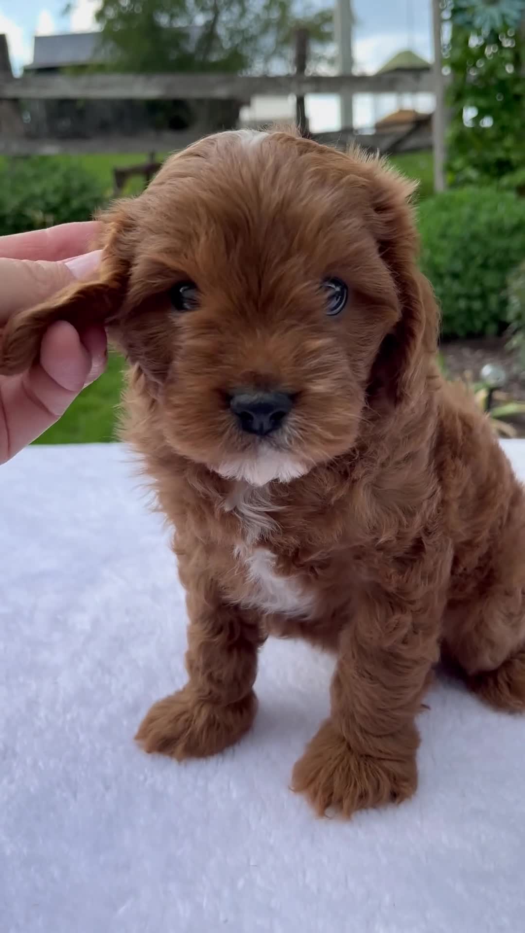 Cavapoo dogs for sale: Rusty - Video 1