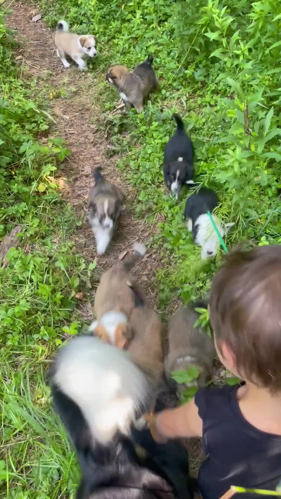 Mixed Breed dogs for sale: Little Gus - Video 1