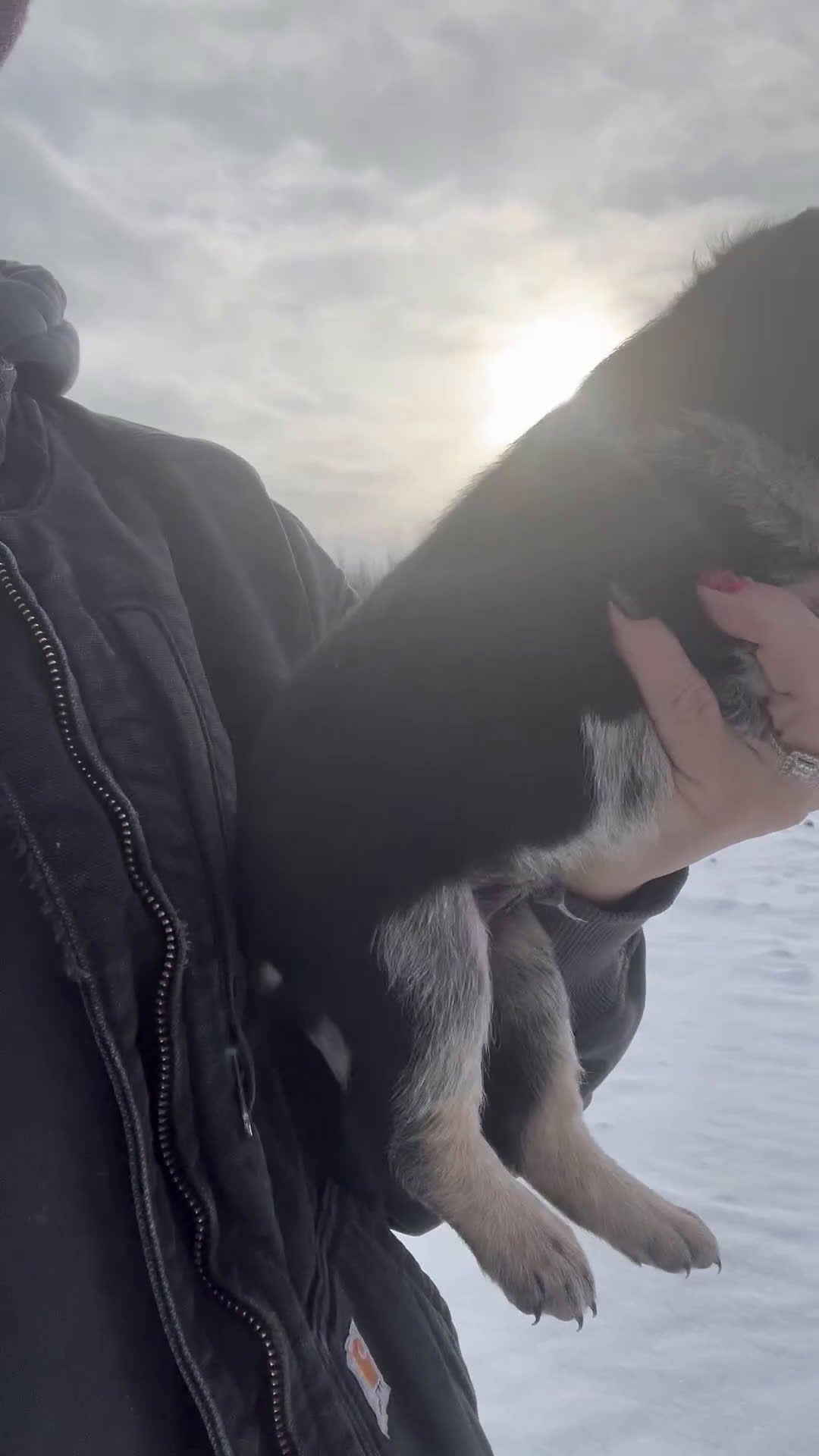 Australian Cattle Dog dogs for sale: Ranger - Video 1