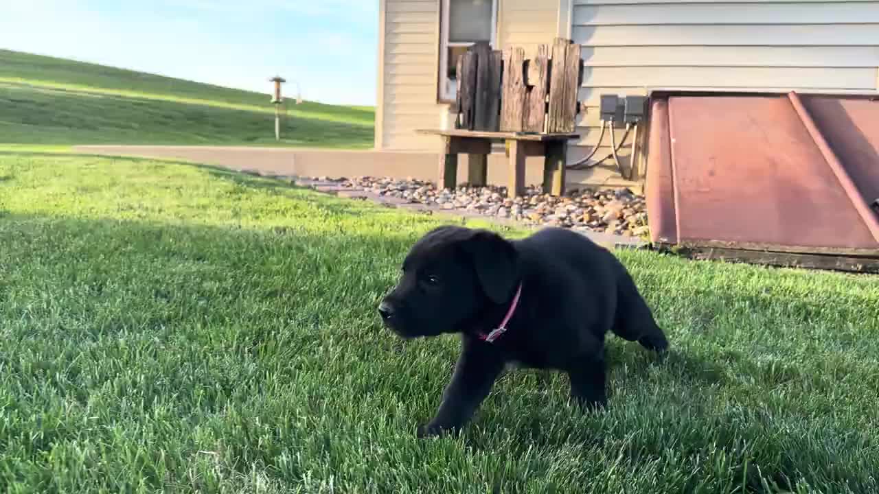 Sheprador dogs for sale: Baxter - Video 1