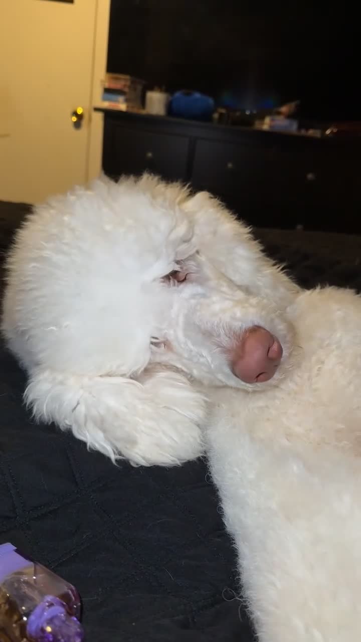 Standard Poodle dogs for sale: Buck - Video 2