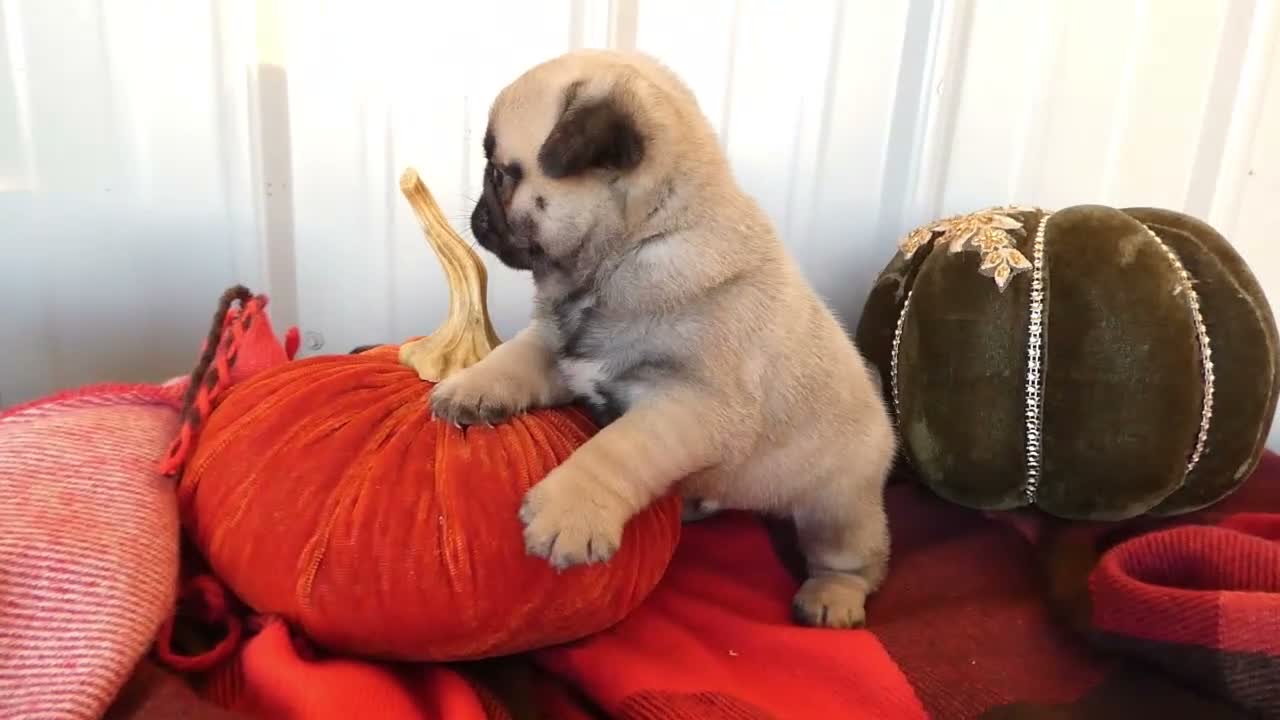 Pug dogs for sale: Pug 1 Tweety - Video 1