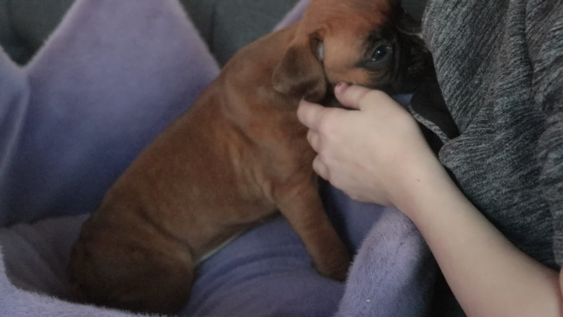 Boxer dogs for sale: Callie - Video 1