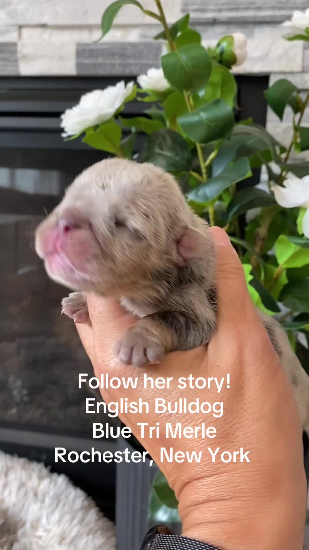 English Bulldog dogs for sale: Dawn - Video 1