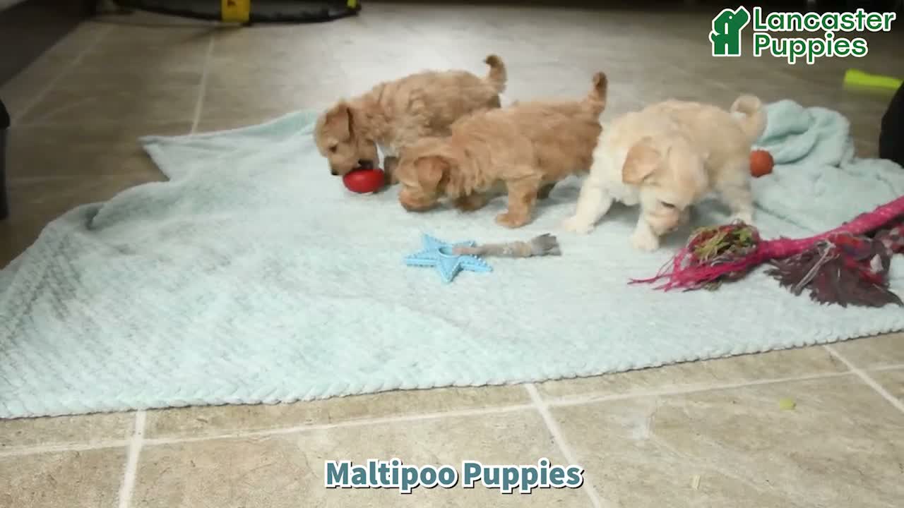 Maltipoo dogs for sale: Mikey - Video 1