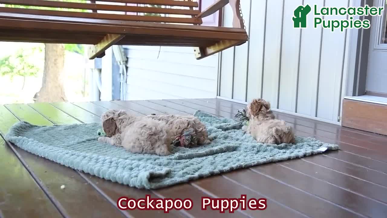 Cockapoo dogs for sale: Skippy - Video 1