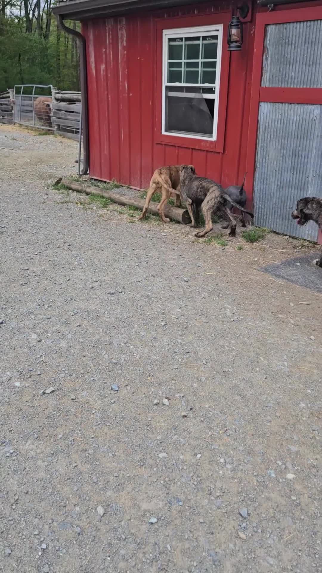 Irish Wolfhound dogs for sale: Irish Wolfhound Puppy 1 - Video 1