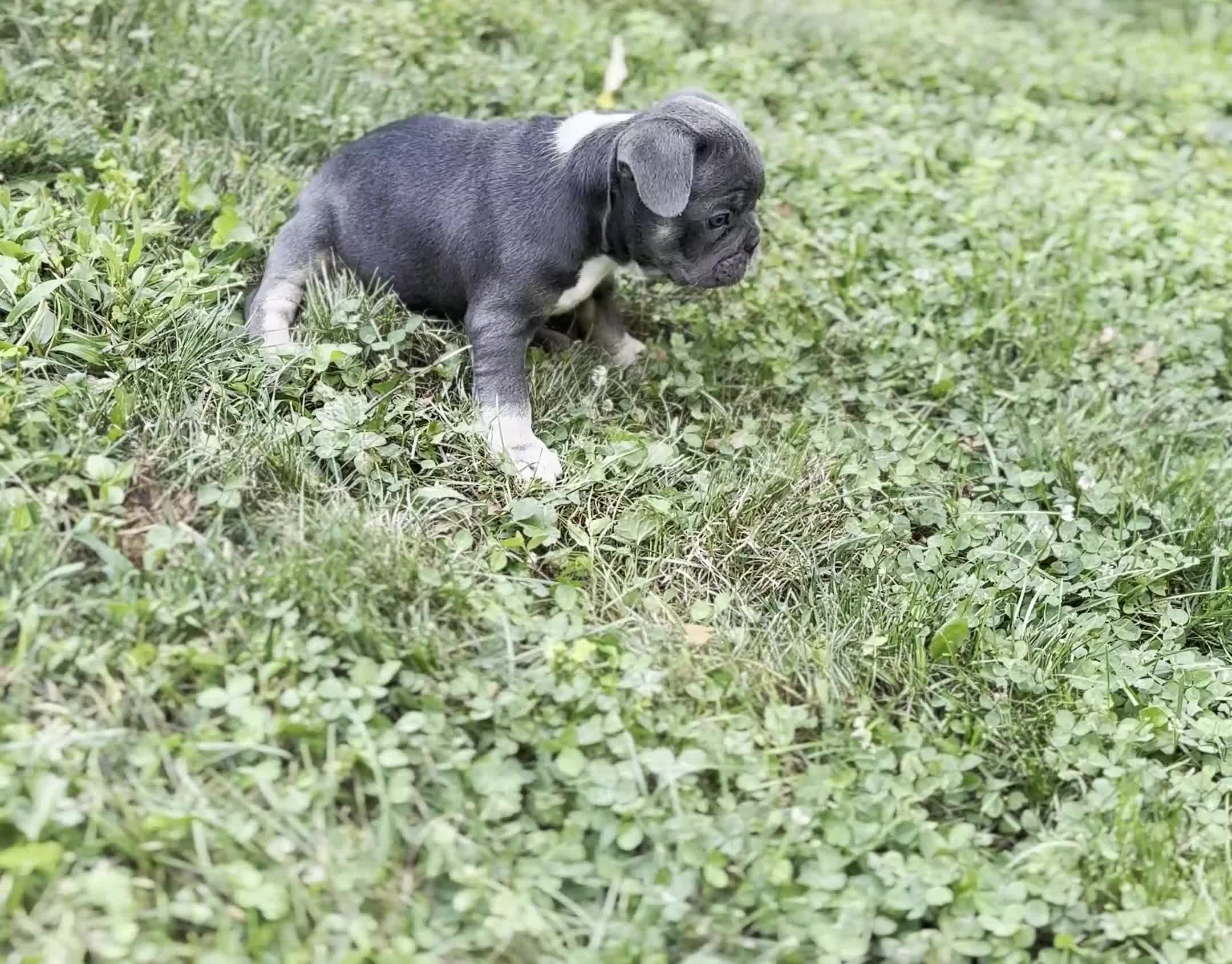 French Bulldog dogs for sale: Nova - Video 1