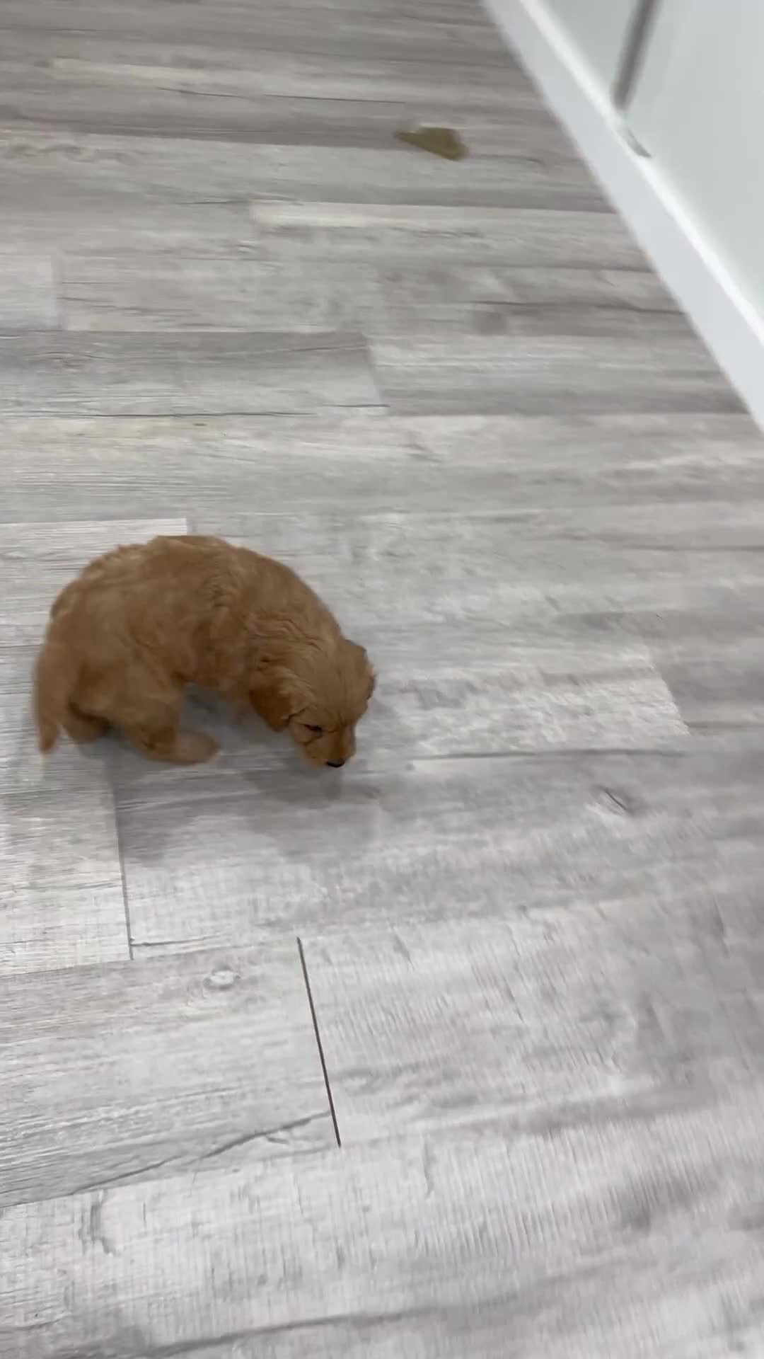 Mini Goldendoodle dogs for sale: Paisley - Video 1