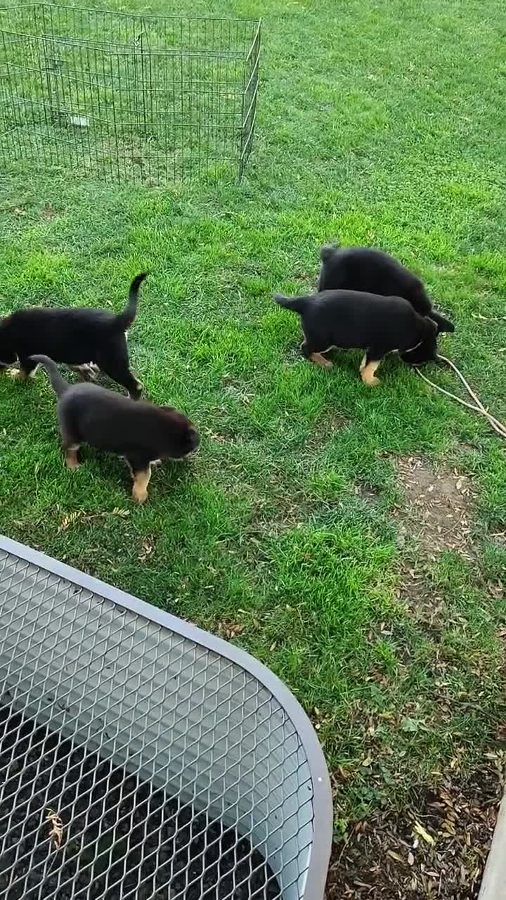 German Shepherd dogs for sale: Danny - blue - Video 1