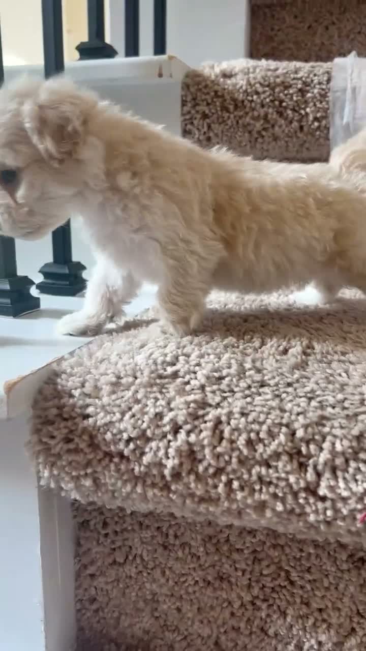 Maltipoo dogs for sale: Meet Coco — Adorable Maltipoo Puppy - Video 1