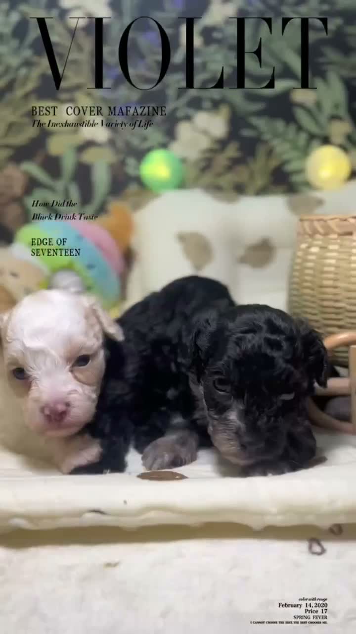 Toy Poodle dogs for sale: Frances - Video 2