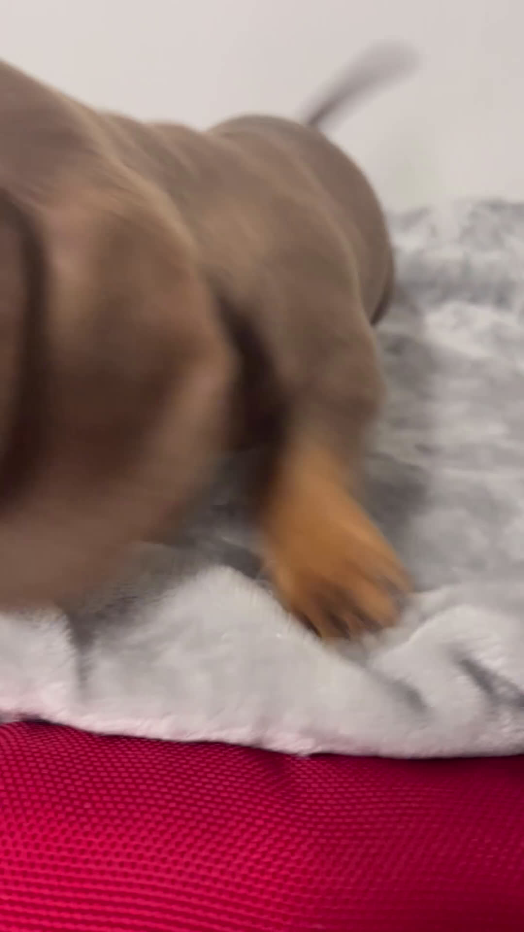 Miniature Dachshund dogs for sale: Gary  - Video 1