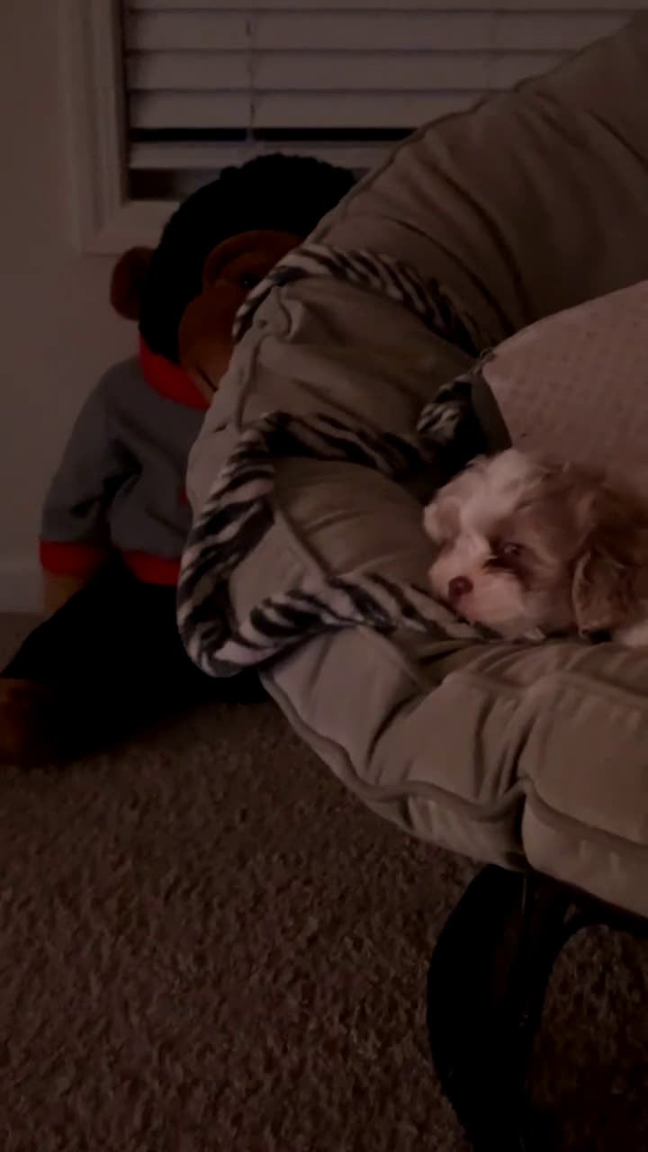 Mixed Breed dogs for sale: Mixed Breed Puppy 1 - Video 2