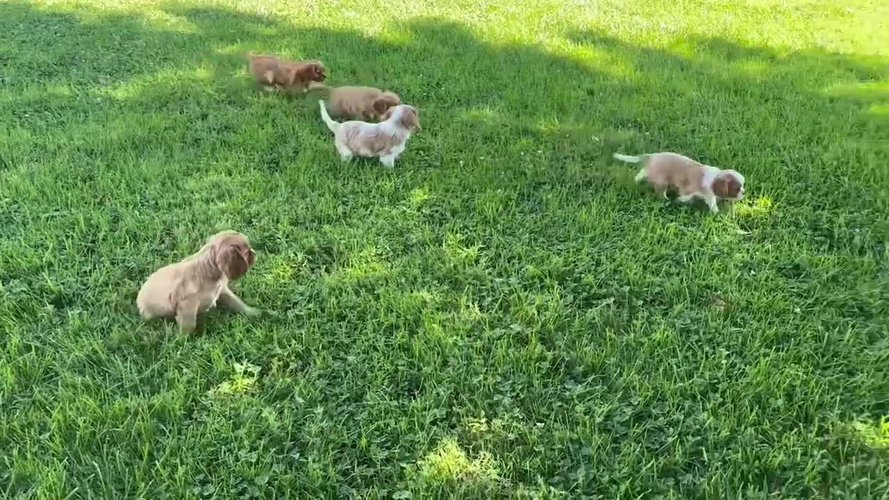 Cavalier King Charles Spaniel dogs for sale: Hadassah Special Needs - Video 1