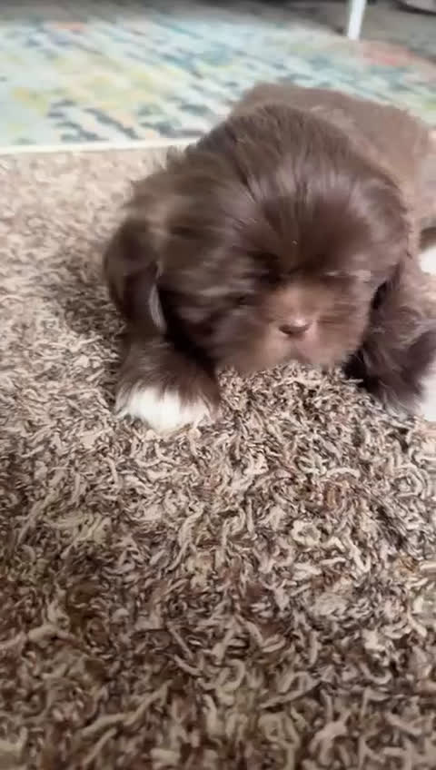 Shih Tzu dogs for sale: Toby - Video 1