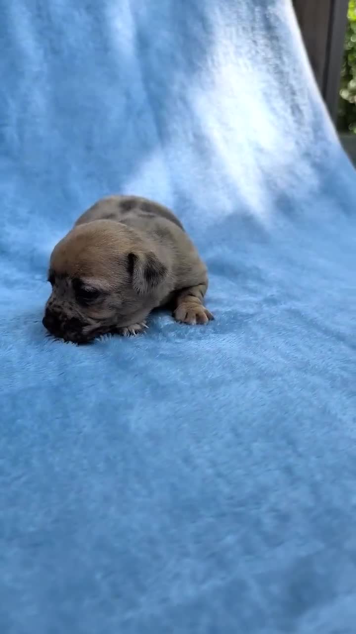 Mixed Breed dogs for sale: Romeo Merle - Video 1