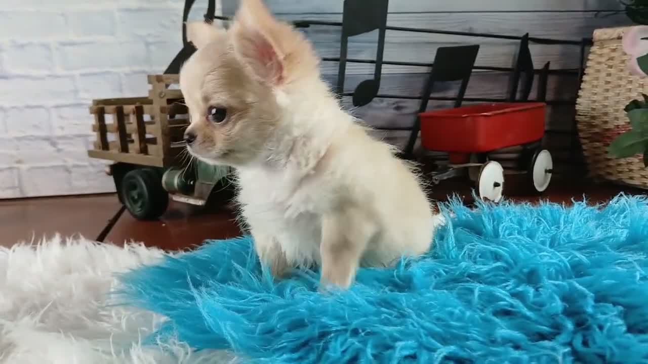 Chihuahua dogs for sale: Applehead boy Hand Delivery  - Video 1