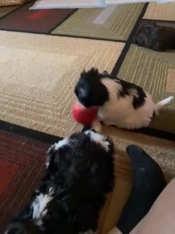 Mixed Breed dogs for sale: Molly - Video 4