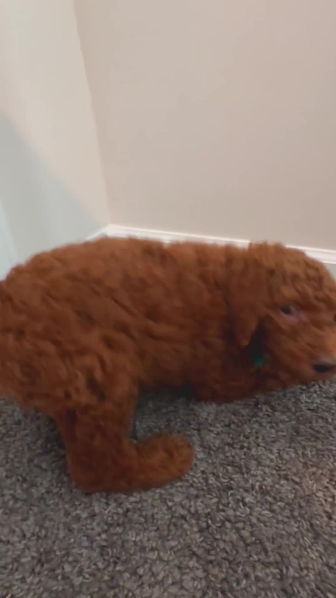 Goldendoodle dogs for sale: Towns  - Video 1