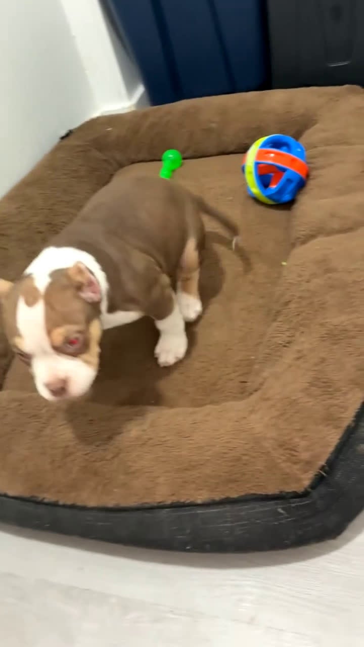 American Bully dogs for sale: American Bully Puppy 1 - Video 1