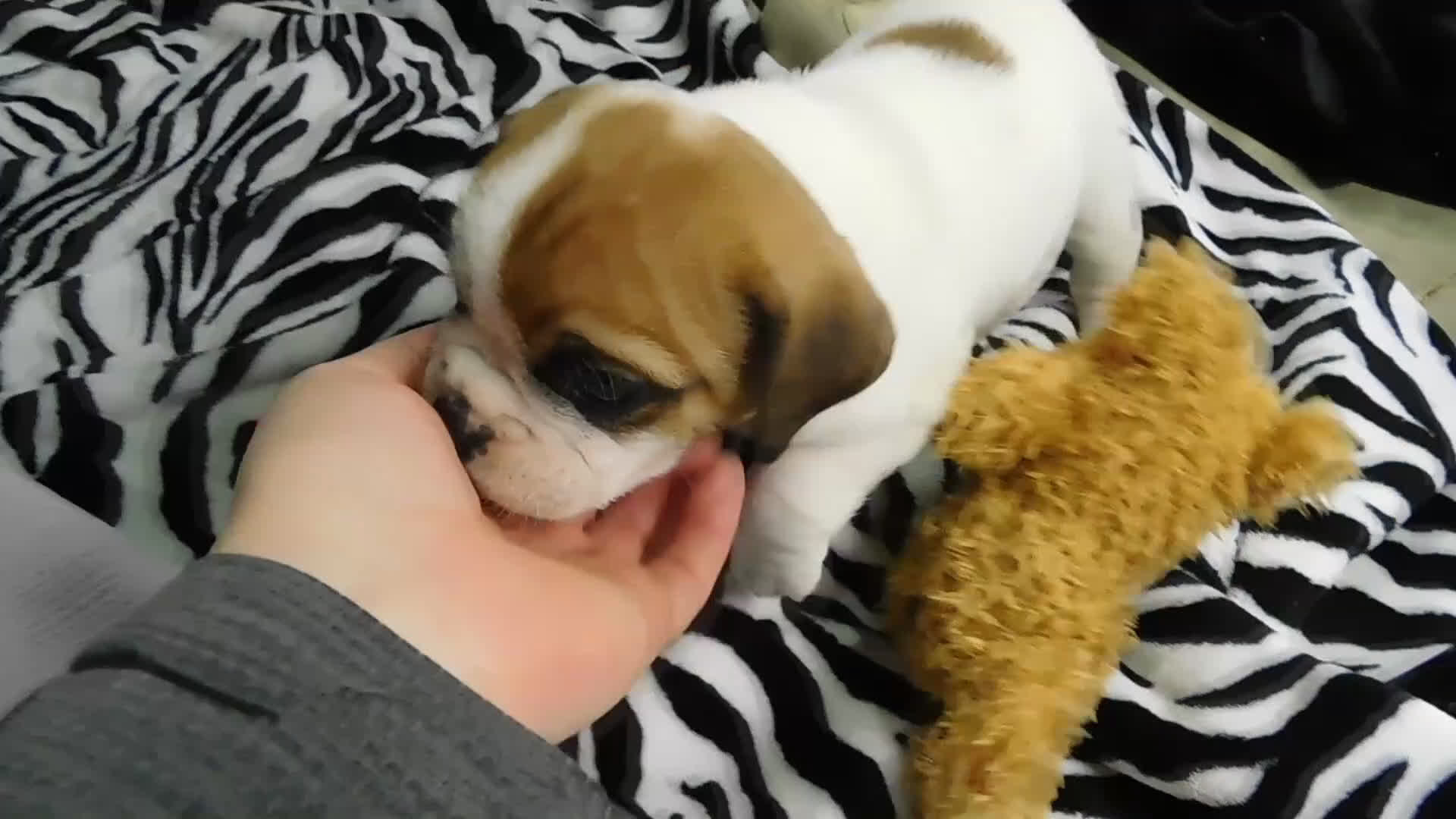 Mixed Breed dogs for sale: Chloe - Video 1