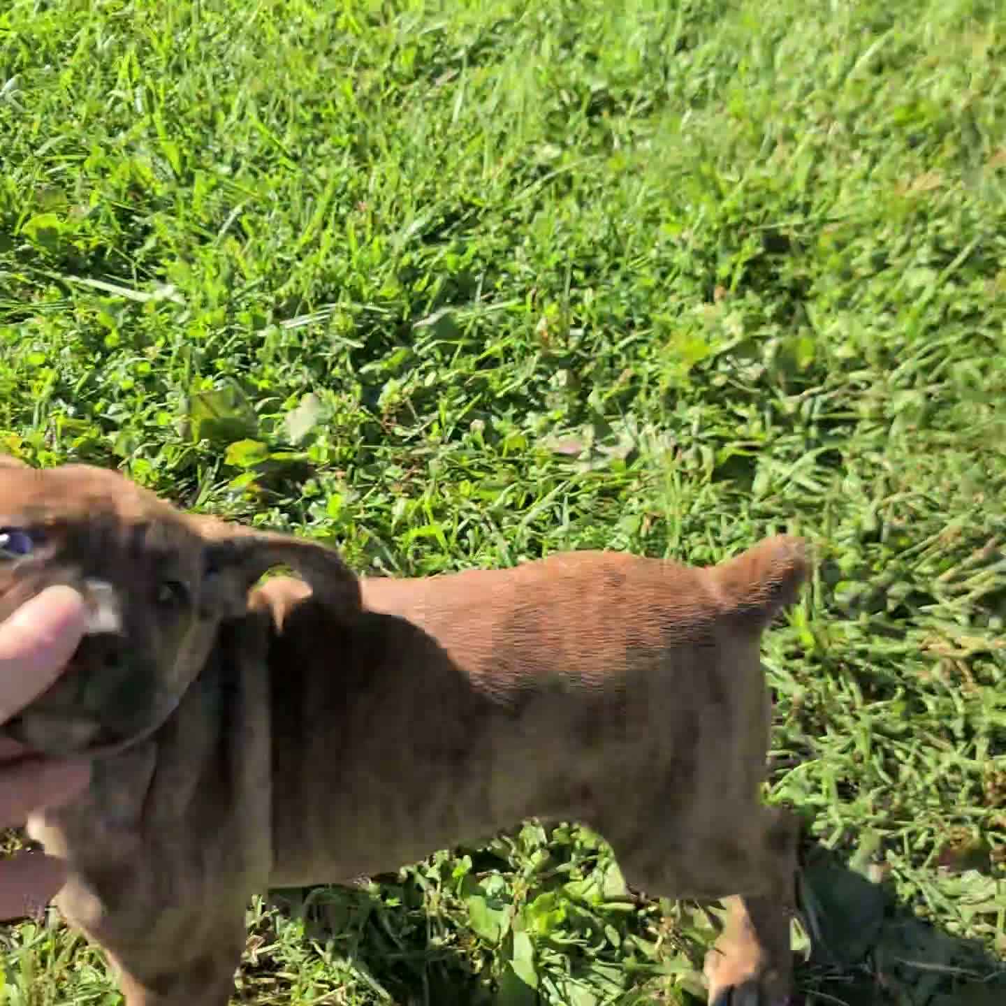 Boxer dogs for sale: Rascal Boxer mix - Video 2