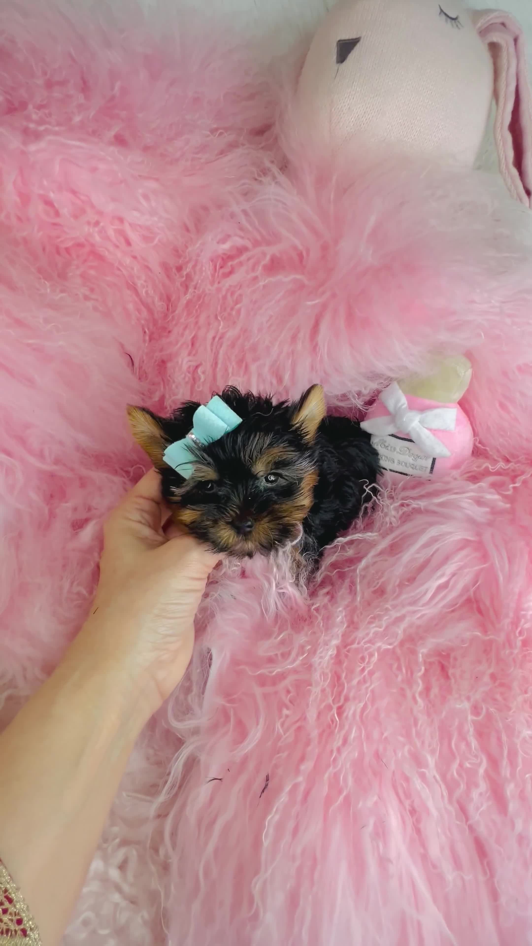 Yorkshire Terrier dogs for sale: Yorkshire Terrier Puppy 1 - Video 1