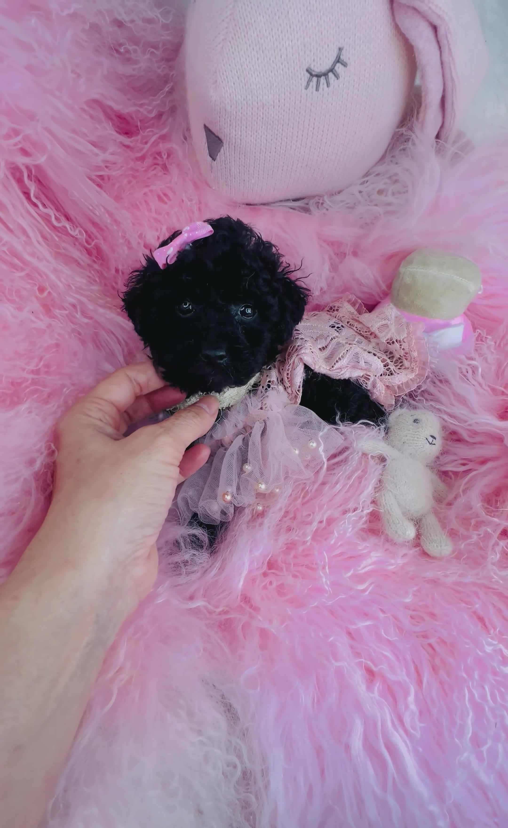 Toy Poodle dogs for sale: Toy Poodle Puppy 1 - Video 1