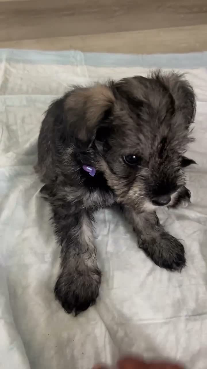 Schnauzer dogs for sale: Schnauzer 1 - Video 1