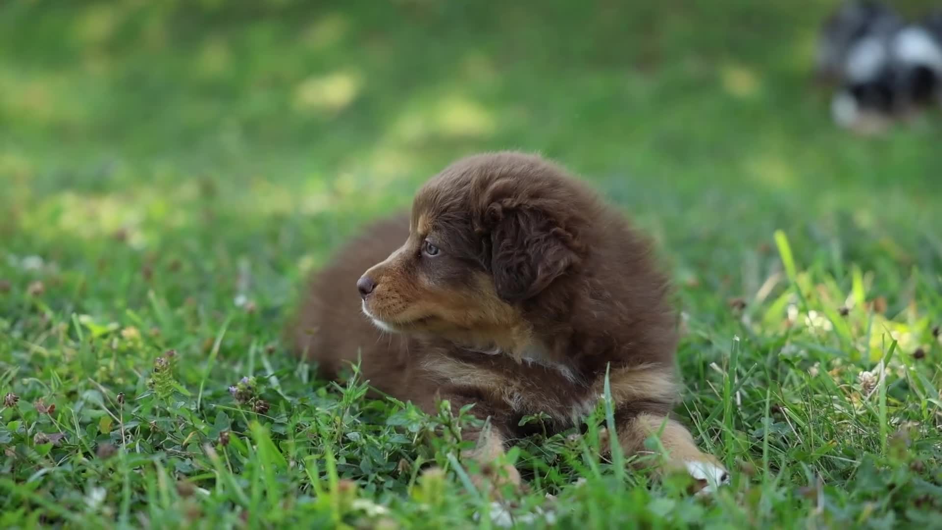 Australian Shepherd dogs for sale: Stella.  (Sweetie) - Video 1