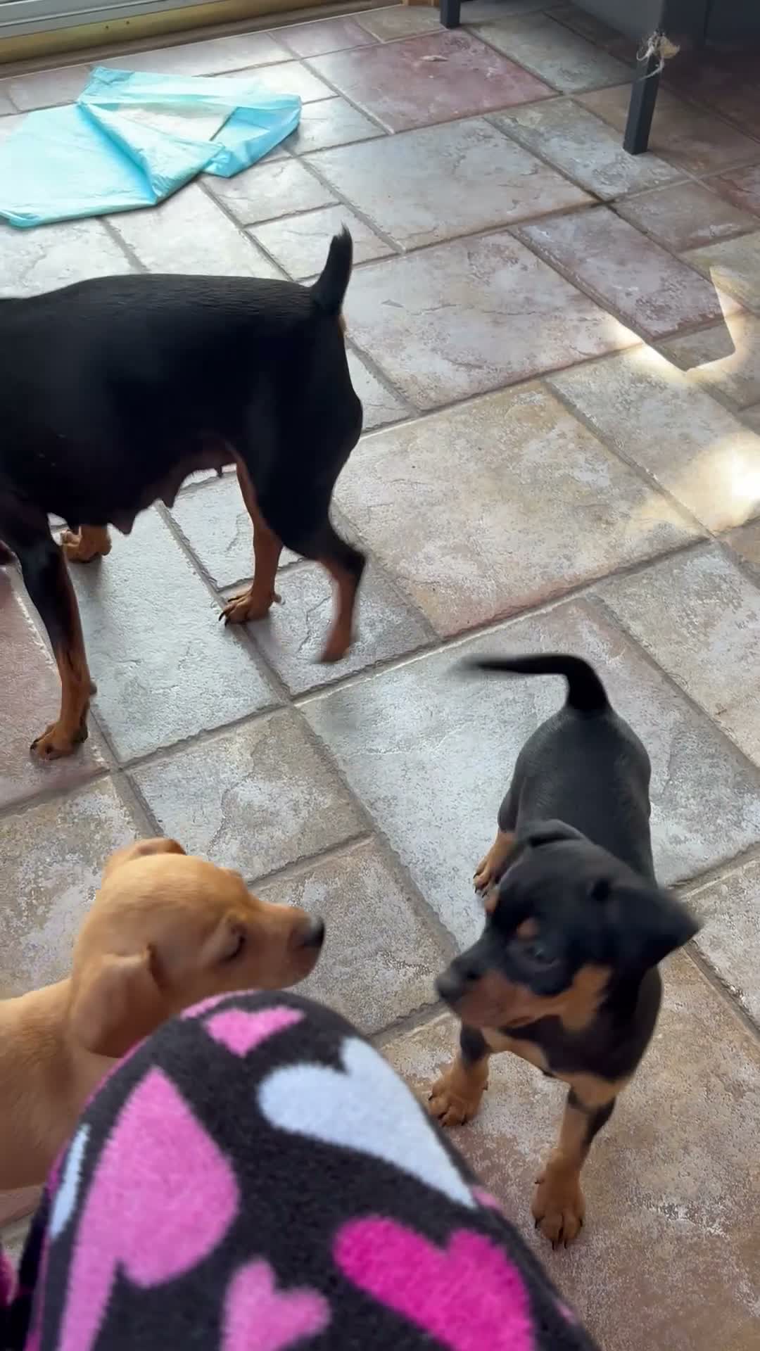 Miniature Pinscher dogs for sale: Miniature Pinscher 2 - Video 1
