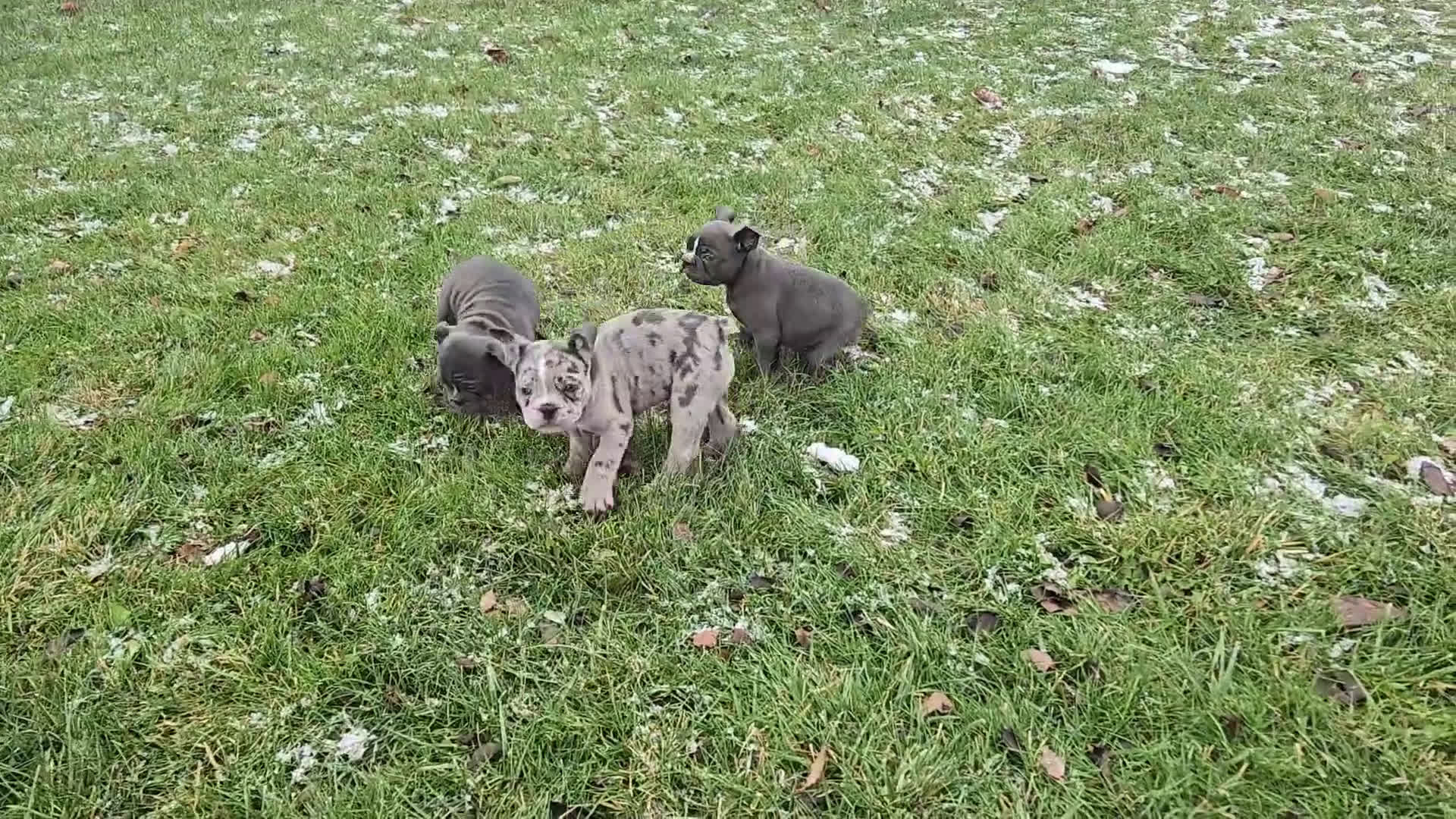 French Bulldog dogs for sale: Hope - Video 2