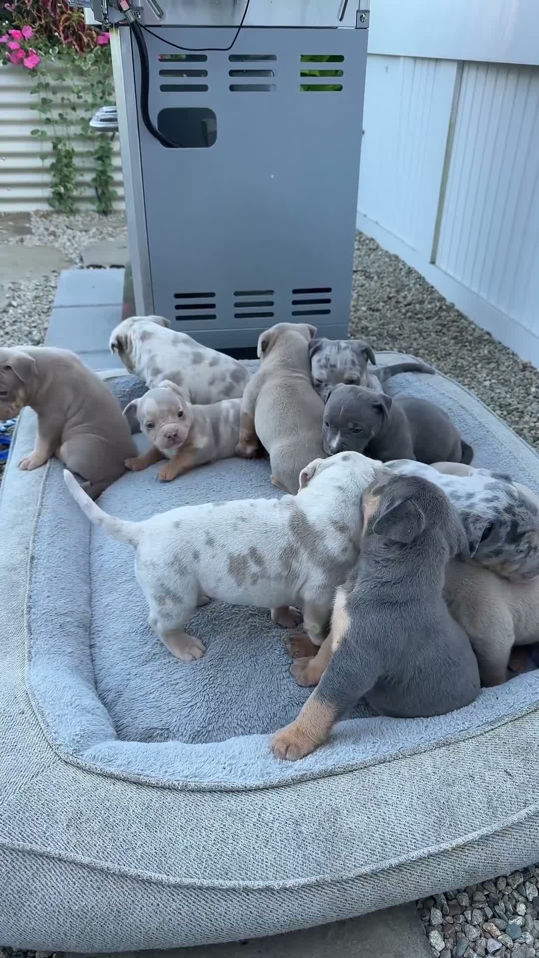 American Bully dogs for sale: Milly - Video 3