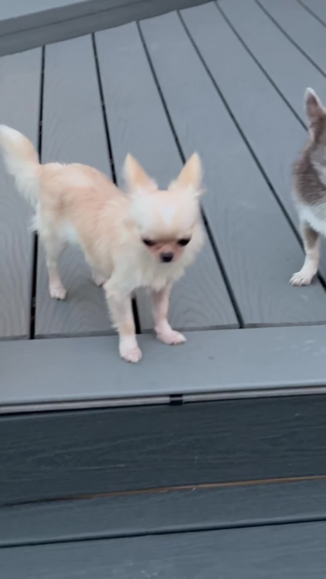 Chihuahua dogs for sale: Chiquita - Video 1