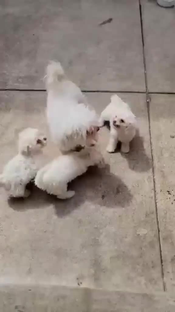 Bichon Frise dogs for sale: Bichon Frise 1 - Video 2