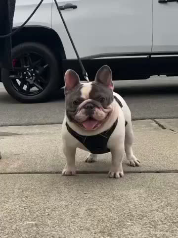 French Bulldog dogs for sale: Reef  - Video 2