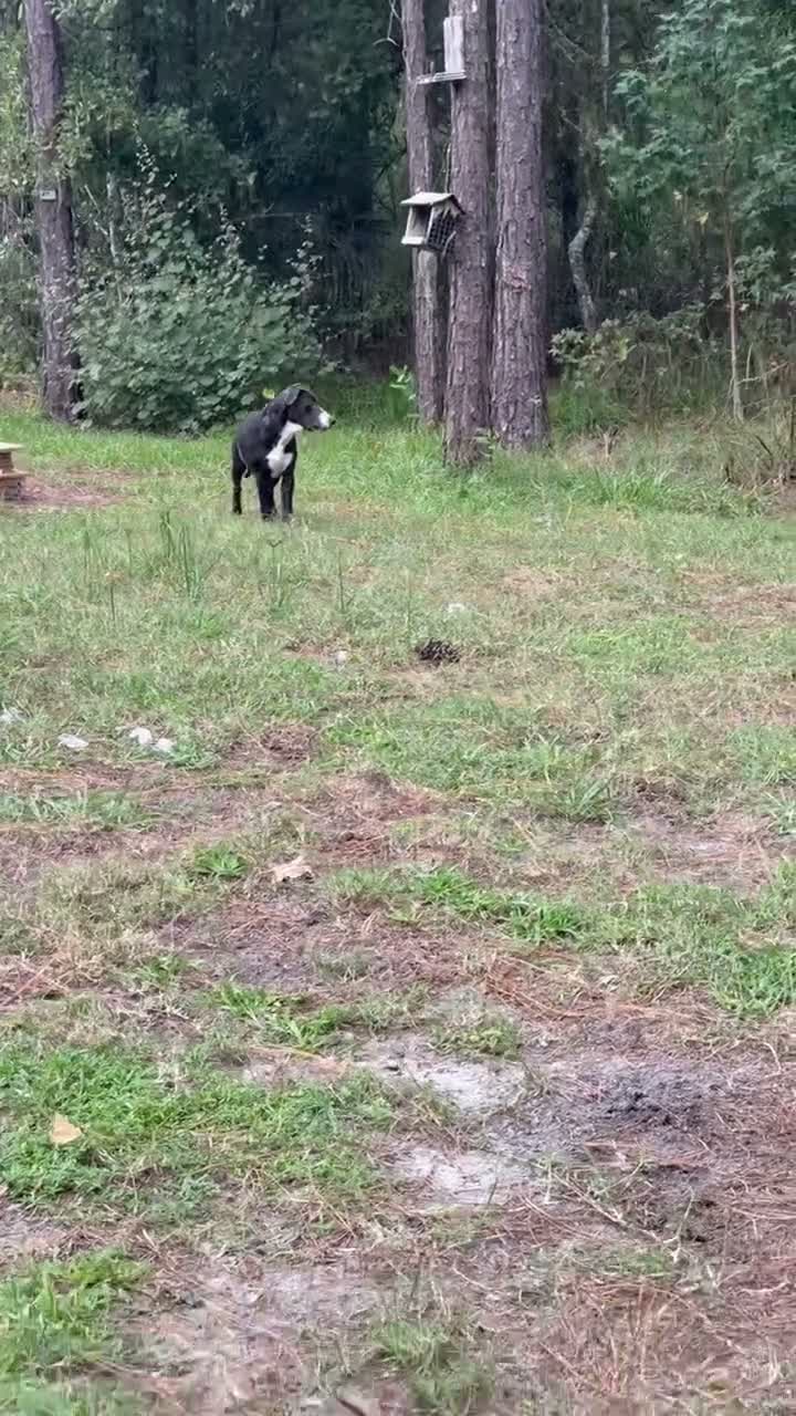 Mixed Breed dogs for sale: Prince - Video 2