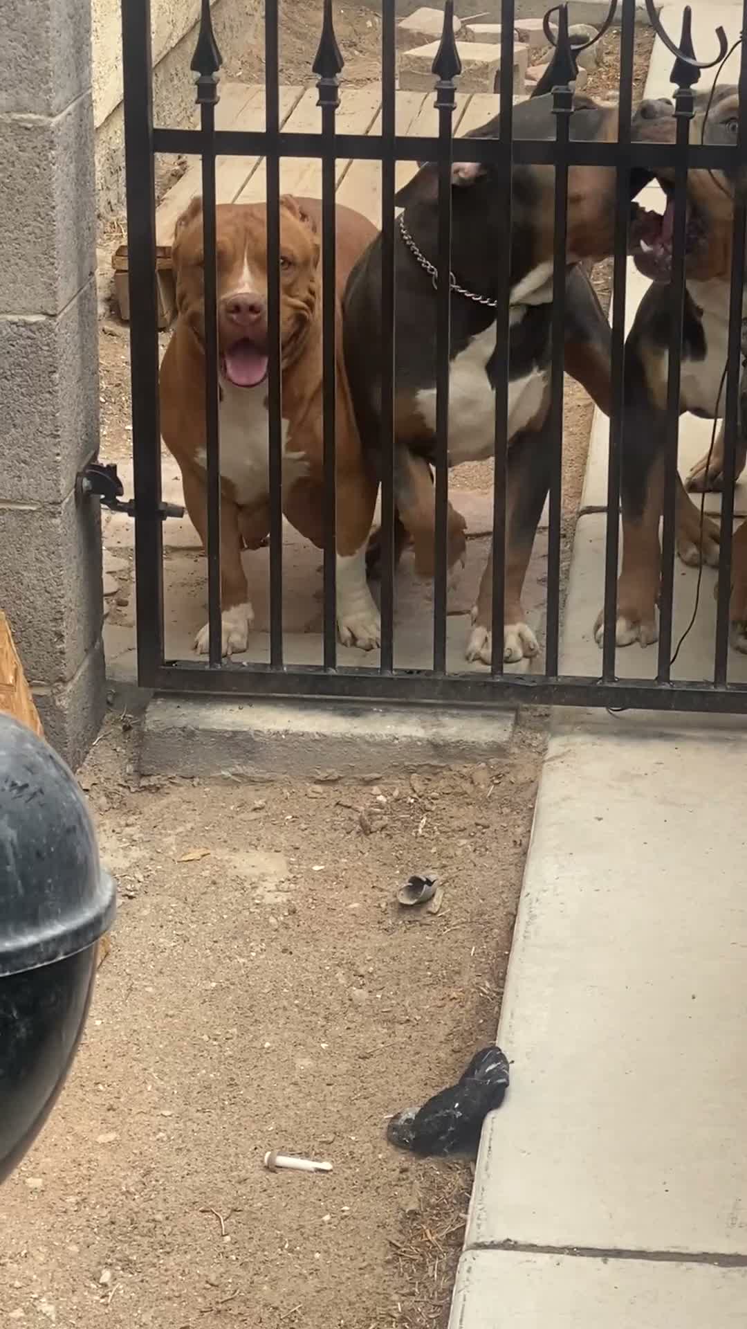 American Bully dogs for sale: American Bully 1 - Video 2