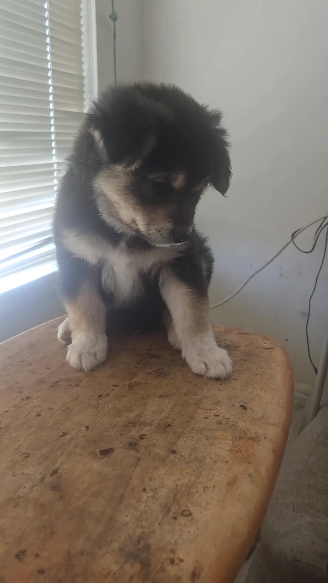 Mixed Breed dogs for sale: Big Bear - Video 1