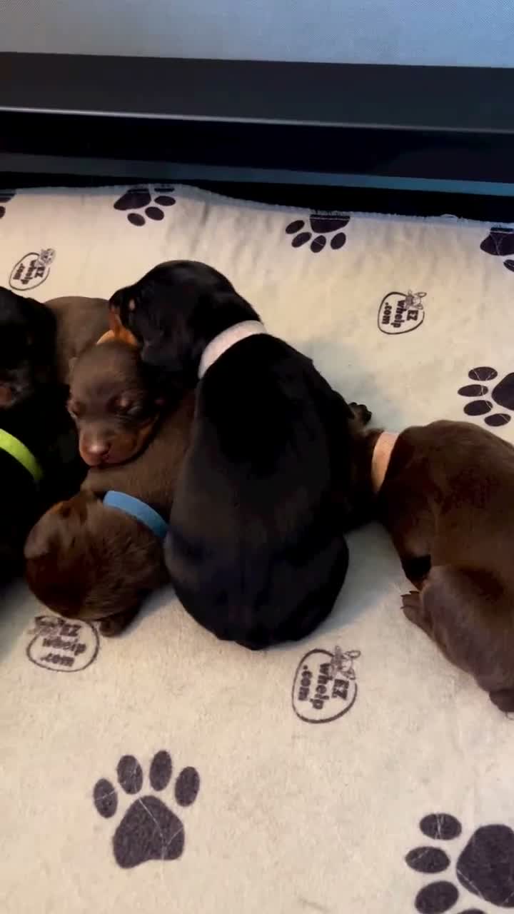 Doberman Pinscher dogs for sale: GhostFace: European Bloodlines - Video 1