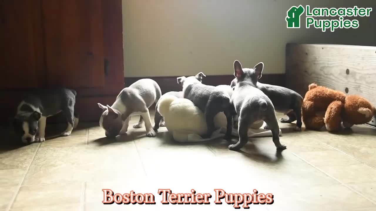 Boston Terrier dogs for sale: Tiffany - Video 1