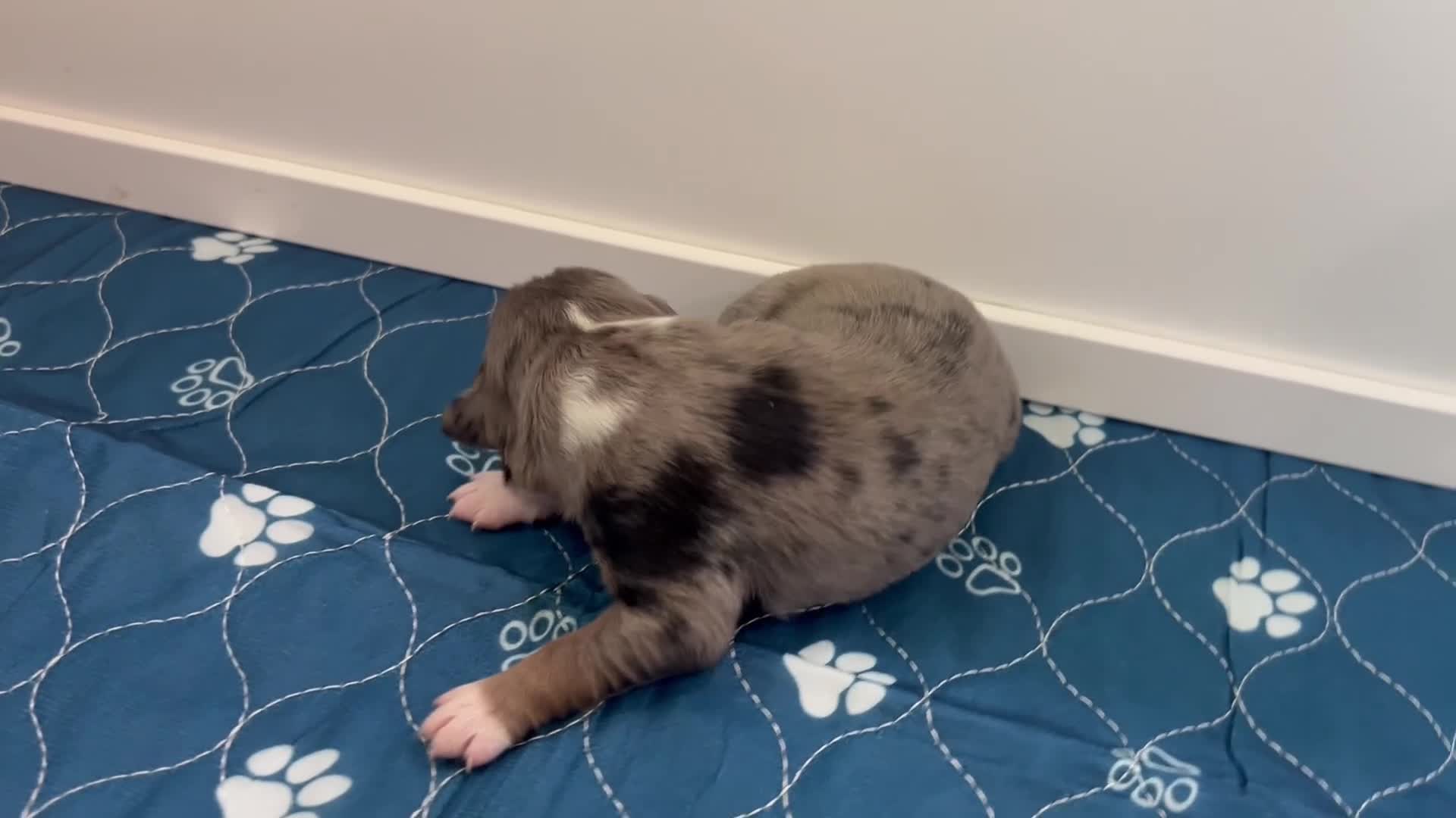 Miniature Australian Shepherd dogs for sale: Chevelle - Video 1
