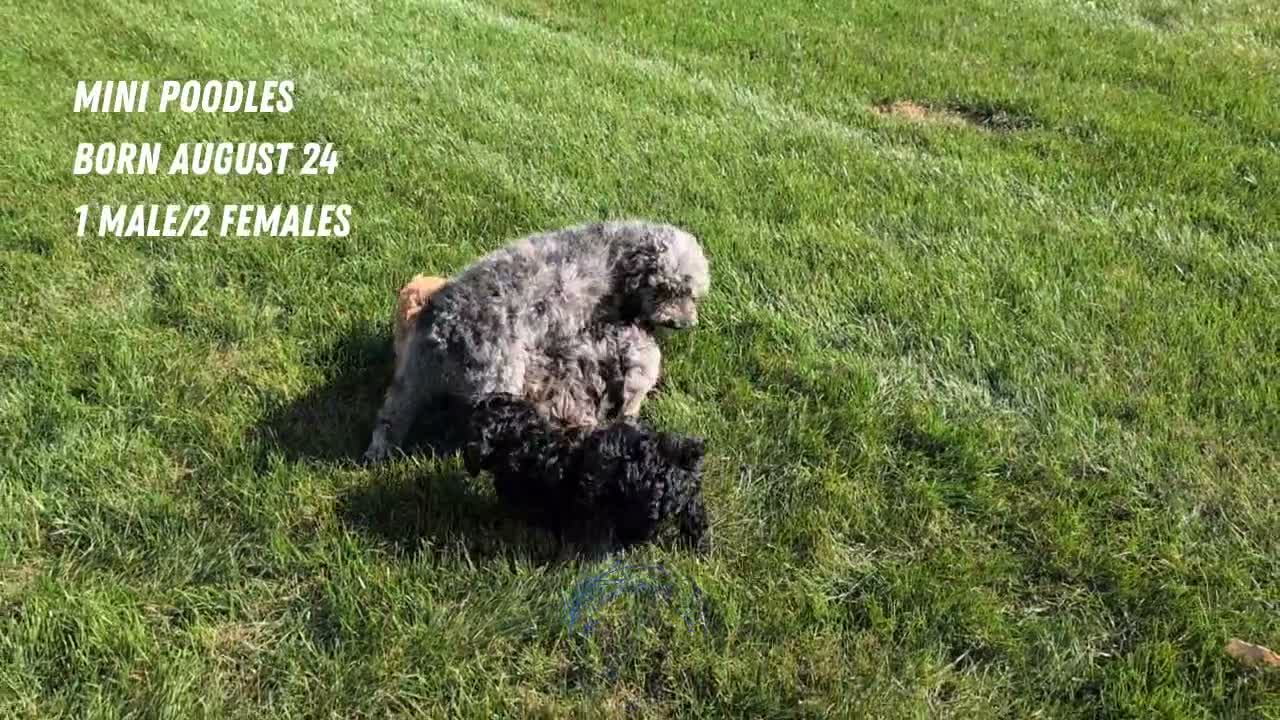 Miniature Poodle dogs for sale: Hazel - Video 3